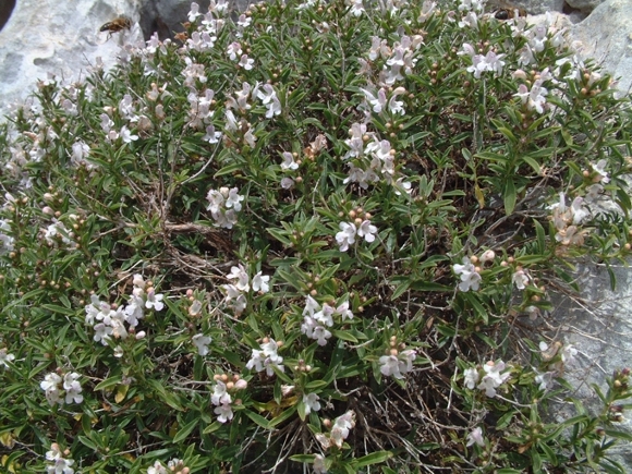 Satureja montana subsp. montana / Santoreggia montana